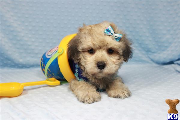 lvpuppyheaven Picture 1